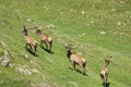 The family of marals fleeing from a photographer Royalty Free Stock Photo