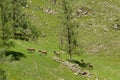 The family of marals fleeing from a photographer Royalty Free Stock Photo