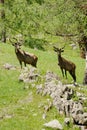 The family of marals fleeing from a photographer Royalty Free Stock Photo