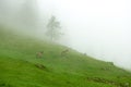 The family of marals fleeing from a photographer Royalty Free Stock Photo