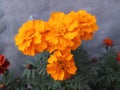 Family of Marigold emits the good odour