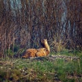 Family of marmots in the spring meadow. Royalty Free Stock Photo