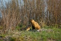 Family of marmots in the spring meadow. Royalty Free Stock Photo