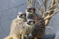 A family of Meercats Royalty Free Stock Photo