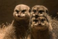 Family of meerkats Royalty Free Stock Photo