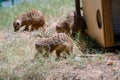 Family of meerkats around home