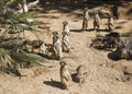 Family of meerkats get warming