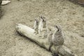 Family of meerkats Royalty Free Stock Photo