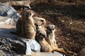 A family of meerkats resting on rocks in the desert Royalty Free Stock Photo