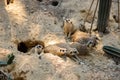 Family of meerkats in the Safari Park