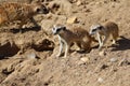 Family of meerkats Royalty Free Stock Photo