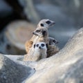 Family of meerkats