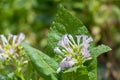 Tobacco flower in outside of Dhaka, manikganj, Bangladesh.