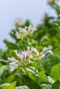 Tobacco flower in outside of Dhaka, manikganj, Bangladesh.