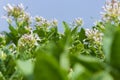 Tobacco flower in outside of Dhaka, manikganj, Bangladesh.