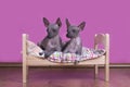 Family of Mexican hairless dogs in the morning in bed