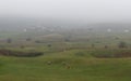 Family milk cow herd graze in pasture in village Kola on Manjaca mountain near Banja Luka