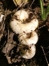A family of milk mushroomon in the sun. Close, warm, sunny, in foliage