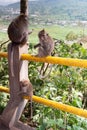 Family Monkey sitting on the railway of Twin Lake Scenic