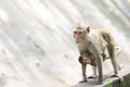 The family Monkey is stay in front of forest Royalty Free Stock Photo