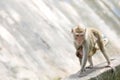 The family Monkey is stay in front of forest Royalty Free Stock Photo