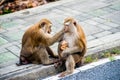 Family of monkeys on the asphalt in Phuket. Thailand. Macaca leonina. Northern Pig-tailed Macaque Royalty Free Stock Photo