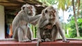 Family of monkeys. baby monkey breast-feeding. Mom feeds. dad is caring. family concept Royalty Free Stock Photo