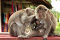 Family of monkeys. baby monkey breast-feeding. Mom feeds. dad is caring. family concept Royalty Free Stock Photo