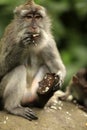 Family of monkeys. Bali a zoo. Royalty Free Stock Photo