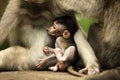 Family of monkeys. Bali a zoo. Royalty Free Stock Photo