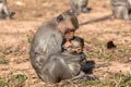 Family monkeys Crab-eating macaque and baby cold and feeding in morning at the park of Thailand