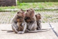 Family monkeys Crab-eating macaque cold in morning at the park