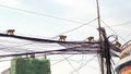 Family of monkeys crawls along high power lines in city