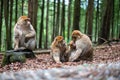 family of monkeys cute bond together hug play fun kid parents shildhood sacred forest germany