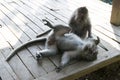 Family of monkeys in the jungle. Bali Royalty Free Stock Photo