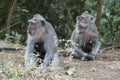 Family of monkeys in the jungle. Bali Royalty Free Stock Photo