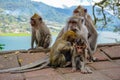 Family of monkeys with a little baby macaque near Tample in Monkey Forest, Ubud, Bali, Indonesia Royalty Free Stock Photo