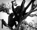 Family of monkeys sat in tree