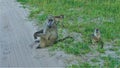 A family of monkeys sits on the side of a dirt road, in the grass.