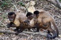 Family of monkeys. Royalty Free Stock Photo