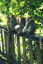 A family of monkeys take care of each other while sitting in the jungle Royalty Free Stock Photo