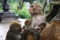 Family of monkeys in temple