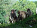 A group of monkeys in the Sri Lankan forest at Sri Giriyaate - Mihintale in remote Sri Lanka