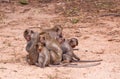 Family monkeys ( Crab-eating macaque ) cold in morning p