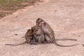 Family monkeys ( Crab-eating macaque ) cold in morning