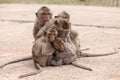Family monkeys ( Crab-eating macaque ) cold in morning