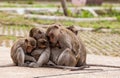 Family monkeys ( Crab-eating macaque ) cold in morning