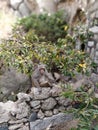 Monkey at the bhongir fort