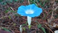 Convolvulaceae Convolvulaceae is a family of multicolored flowers.Its predominant members are 60 genera of morning glory and mor