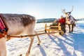 Reindeer safari Royalty Free Stock Photo